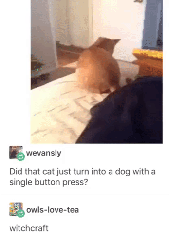 Cat Turned Into Dog in animals gifs