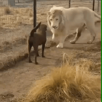 Tiger And Dog Buddy in animals gifs
