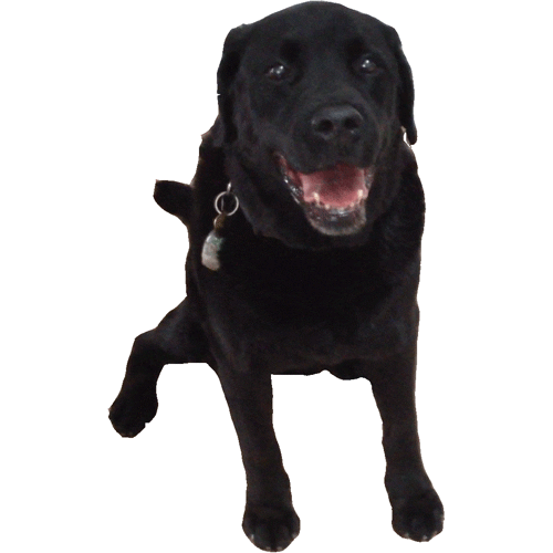 Black Lab GIFs - Get the best GIF on GIPHY