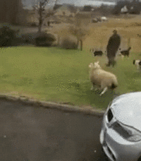 giphy.gif