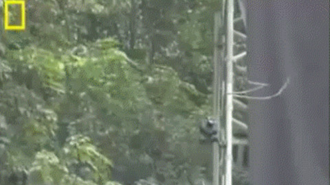 Flying Snake best Gif