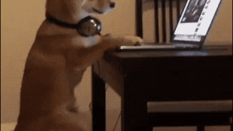 Dog the Youtuber best Gif