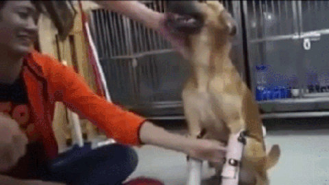 Puppy Get New Legs best Gif