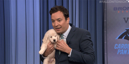 Jimmy Fallon Dog GIF by The Tonight Show Starring Jimmy Fallon - Find & Share on GIPHY