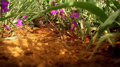 Elephant Shrew Wildlife GIF by BBC Knowledge Australia