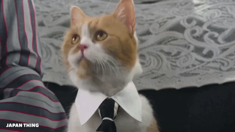 「japanese cat gif」的圖片搜尋結果"