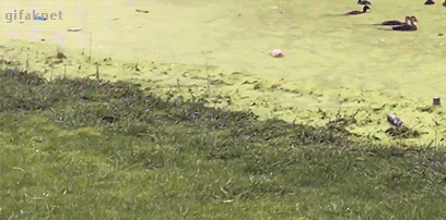 Its Water Not Land in animals gifs