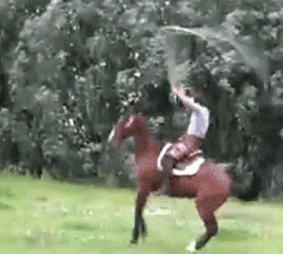 We Even Got Rope Jumping Horses On The Bandwagon GIF - Find & Share on GIPHY