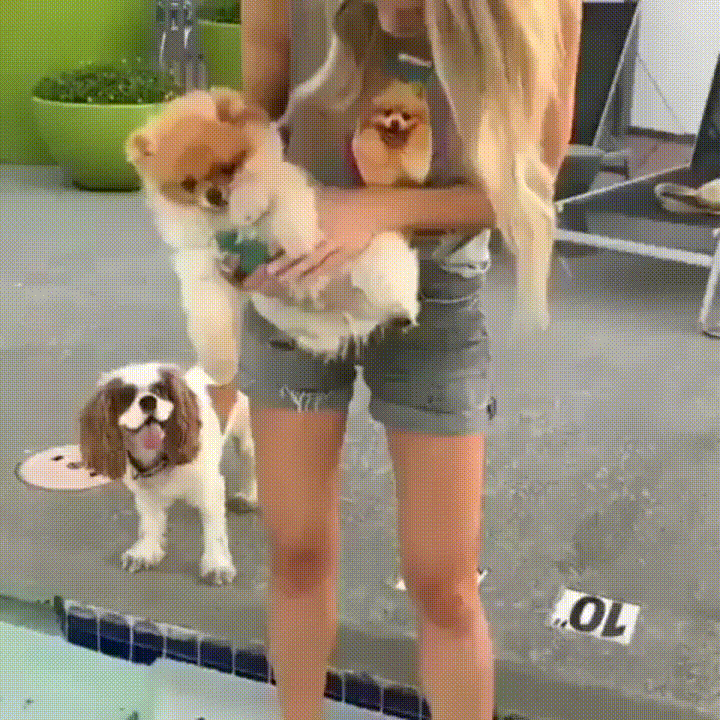 19 adorable puppers swimming in mid air because they think theyre in the water Animated GIF - Find & Share on GIPHY