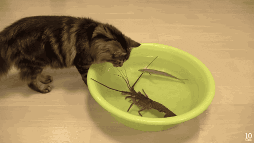 lobster jelly cat