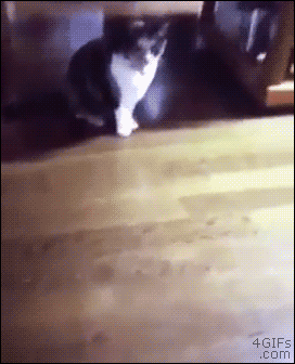 imagenes gif,imagenes graciosas, las mejores imagenes, imagenes graciosas, chistes, risas