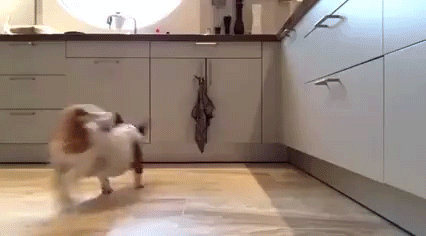 giphy.gif