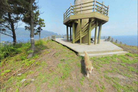 South Korea Dog GIF by Mashable - Find & Share on GIPHY