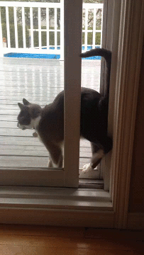 Cat Enters Through Sliding Door Tight Squeeze Funny