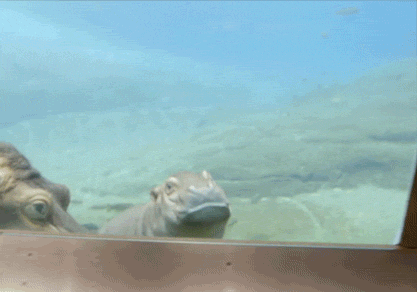 Baby Hippo GIF by San Diego Zoo - Find & Share on GIPHY