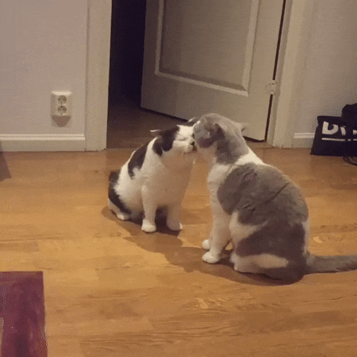 imagenes gif,imagenes graciosas, las mejores imagenes, imagenes graciosas, chistes, risas