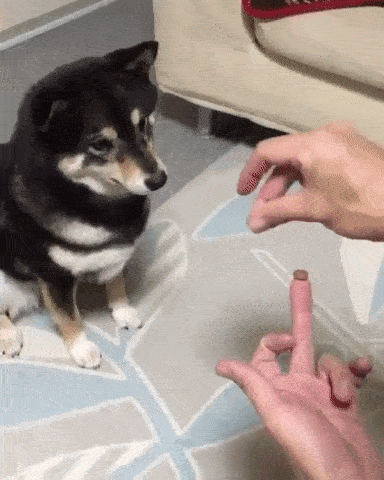 How to Learn How to Do Magic Tricks | Confused Shiba Inu, Treat Disappears Magic Trick Funny Dog