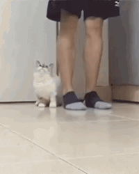 I Will Walk With You in funny gifs
