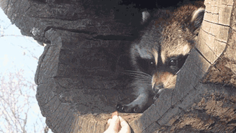 Grab it best Gif