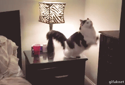 Cat Bed in animals gifs