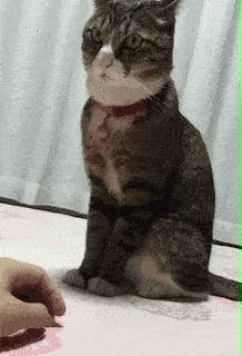 Dont Do it Hooman in funny gifs