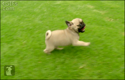 imagenes gif,imagenes graciosas, las mejores imagenes, imagenes graciosas, chistes, risas