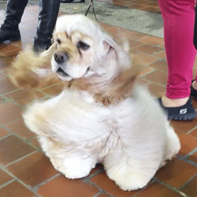 Windy Blowout GIF by Westminster Kennel Club - Find & Share on GIPHY