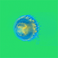 Jellyfish GIF by Ghostqiao - Find & Share on GIPHY