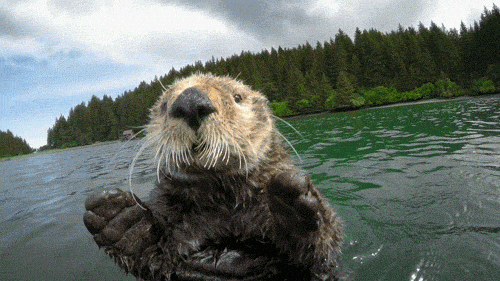 Cute Animals GIFs Get The Best GIF On GIPHY