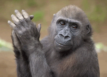 Clapping Applause GIF by San Diego Zoo - Find & Share on GIPHY