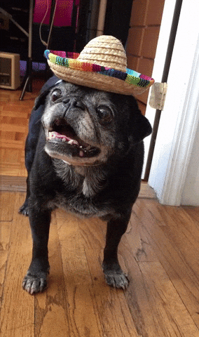 Pug GIF by Jess - Find & Share on GIPHY