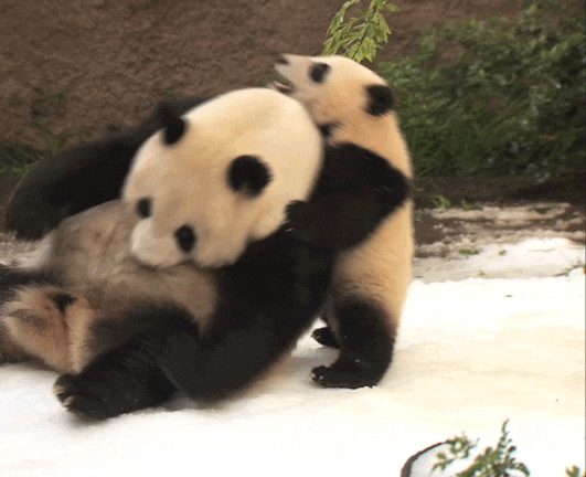Image for funny baby panda gif