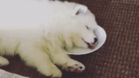 Not Sure If Hungry or Tired best Gif