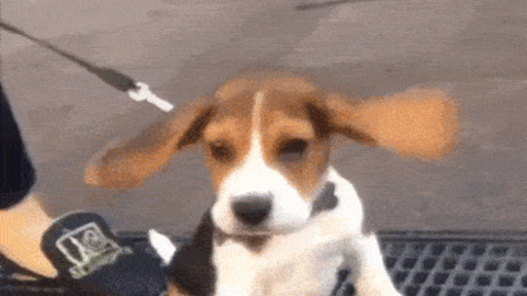 Flying ears best Gif