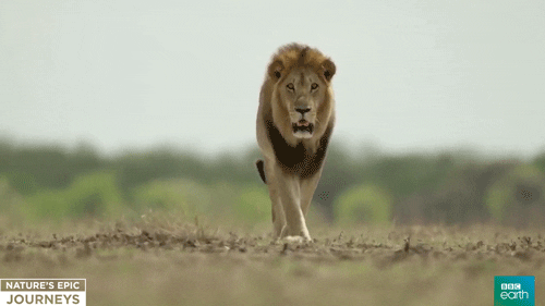 BBC Earth nature bbc lion africa