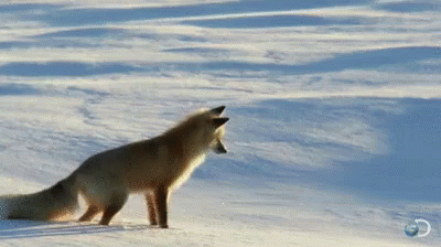 Arctic Fox Jumping in the Snow
