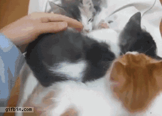 Pile Of Cats in funny gifs
