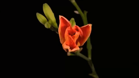 Kết quả hình ảnh cho gif hoa nở