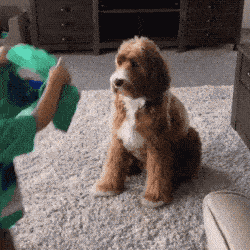 Baby And Dog in animals gifs
