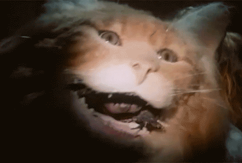 Cat Rifftrax Uninvited GIF by RiffTrax - Find & Share on GIPHY