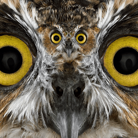 Recursive Flappy Bird GIF by Feliks Tomasz Konczakowski - Find & Share on GIPHY