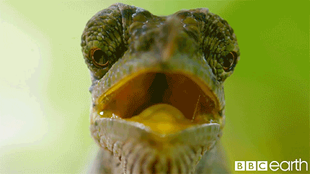 Looking David Attenborough GIF by BBC Earth - Find & Share on GIPHY