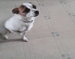 America's Funniest Home Videos funny dog cute lol