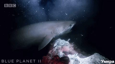 акулы едят кита, акулы подводная съёмка, акулы напали в воде