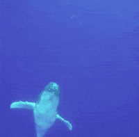 Animated GIF - Find & Share on GIPHY