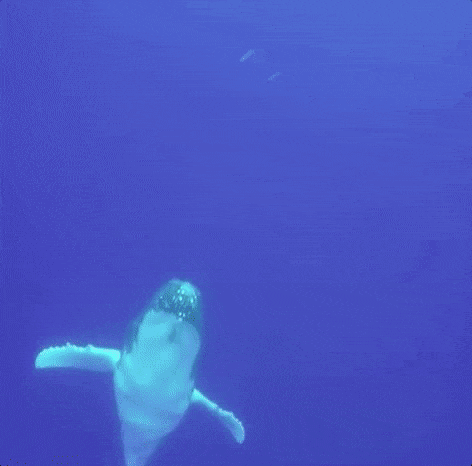 Breaching Blue Whale gif