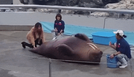 giphy-downsized-large.gif