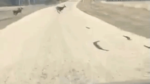 Deer instant regret