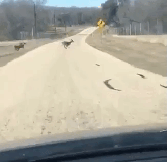 Deer instant regret in animals gifs