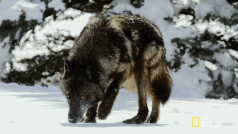[Bios] Were-Wolves Giphy